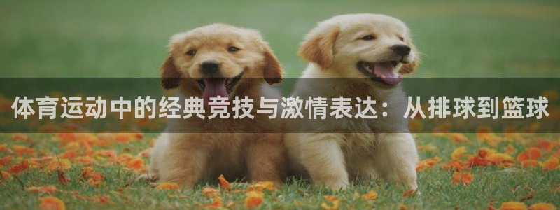 必一运动体育官网入口